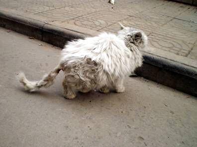 猫咪腹泻老不好,猫感染性腹泻及诊疗!