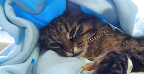 猫咪腹泻老不好,猫感染性腹泻及诊疗!
