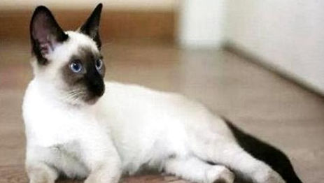 猫咪吃老鼠的原因有哪些?你想知道的原因都在这里!