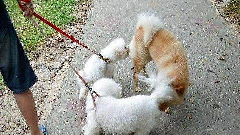 狗狗之间为什么会互相闻屁股?看完涨知识!