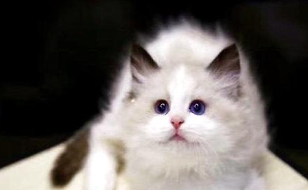养猫咪注意事项有哪些?让养猫咪变得轻松!