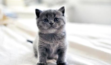 俄罗斯蓝猫多少钱一只?购买俄罗斯蓝猫价格!