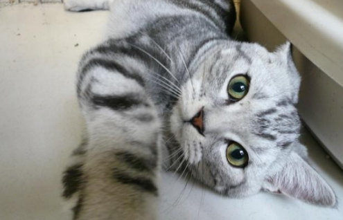 为什么训练猫猫会困难重重?猫咪训练不配合!