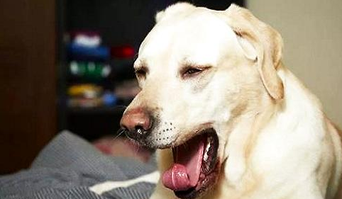 狗狗打喷嚏的原因有哪些?千万不能大意!