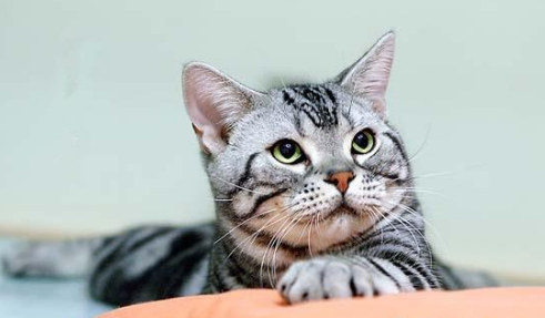 如何制止宠物猫上饭桌?别养成猫咪的坏习惯!