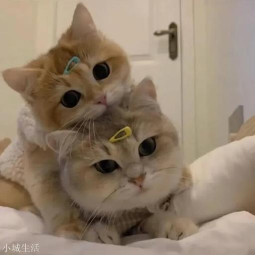 你听过哪些可爱到炸的句子?