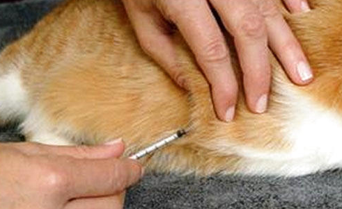 哪些情况引起猫咪疫苗免疫失败,养猫入门!
