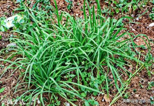 农村种植韭菜，为什么头茬都是割掉不要，有什么说法吗？