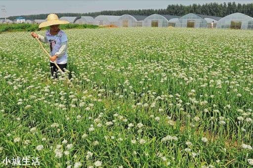 农村种植韭菜，为什么头茬都是割掉不要，有什么说法吗？