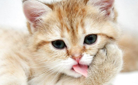 关于猫咪肠胃异常的一些问题,猫奴必看!