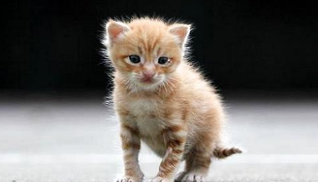新手怎么养猫?新手养猫攻略!