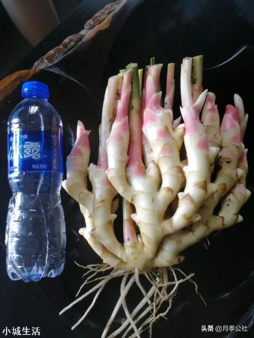 在超市里买的生姜发芽了,可以栽在花盆里吗?怎样栽?