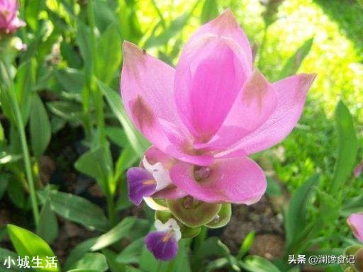 在超市里买的生姜发芽了,可以栽在花盆里吗?怎样栽?