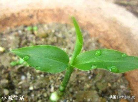 在超市里买的生姜发芽了,可以栽在花盆里吗?怎样栽?