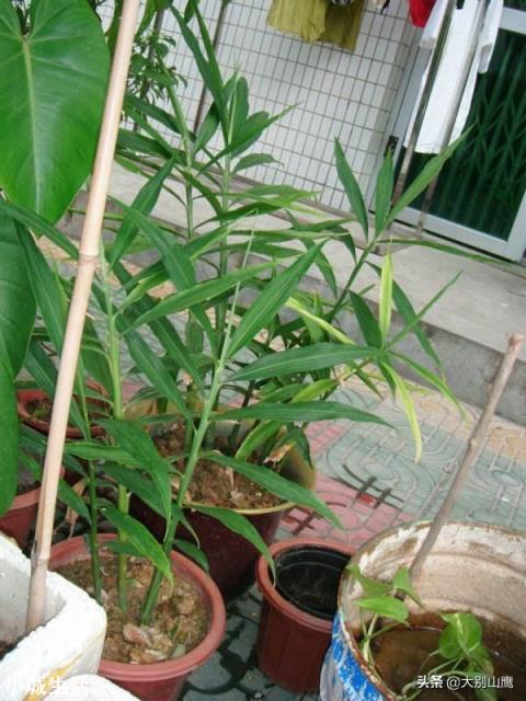 在超市里买的生姜发芽了,可以栽在花盆里吗?怎样栽?