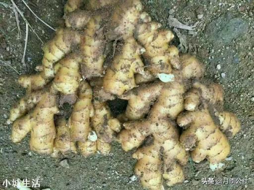 在超市里买的生姜发芽了,可以栽在花盆里吗?怎样栽?