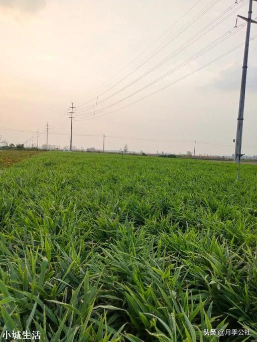 在超市里买的生姜发芽了,可以栽在花盆里吗?怎样栽?