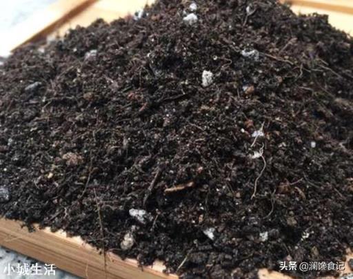 在超市里买的生姜发芽了,可以栽在花盆里吗?怎样栽?