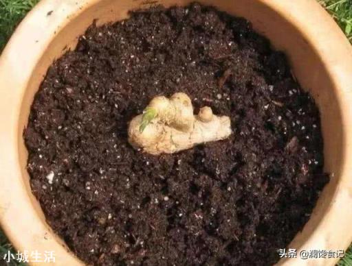 在超市里买的生姜发芽了,可以栽在花盆里吗?怎样栽?