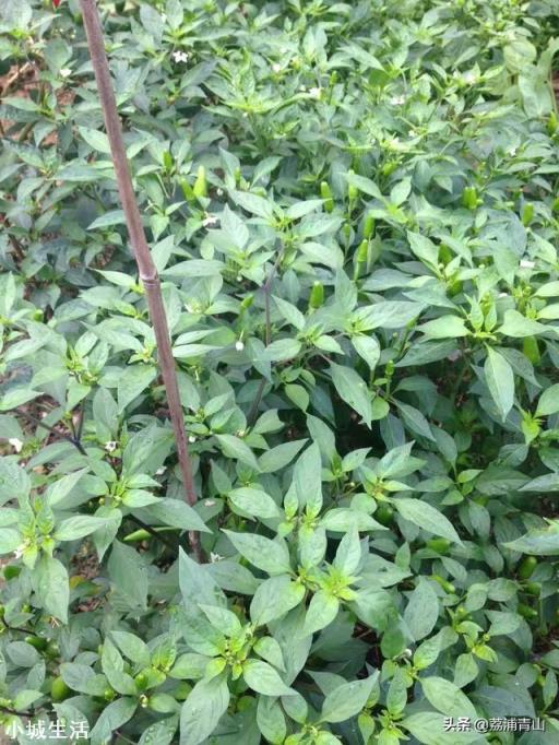 农村种植辣椒，有地老虎咬根怎么办？