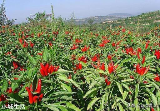 农村种植辣椒，有地老虎咬根怎么办？