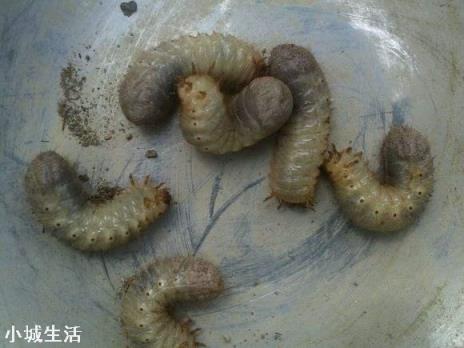 农村种植辣椒，有地老虎咬根怎么办？