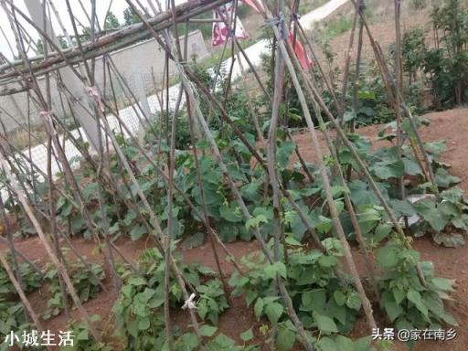 为什么农民菜园子里瓜豆搭的架子要拆掉呀？