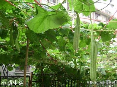 为什么农民菜园子里瓜豆搭的架子要拆掉呀？