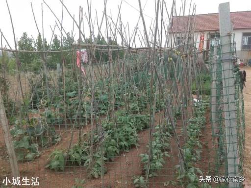 为什么农民菜园子里瓜豆搭的架子要拆掉呀？