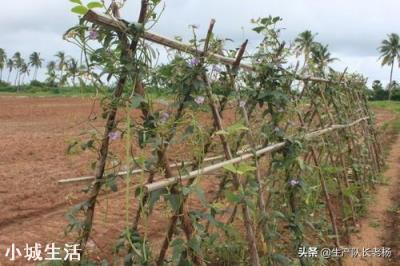 为什么农民菜园子里瓜豆搭的架子要拆掉呀？