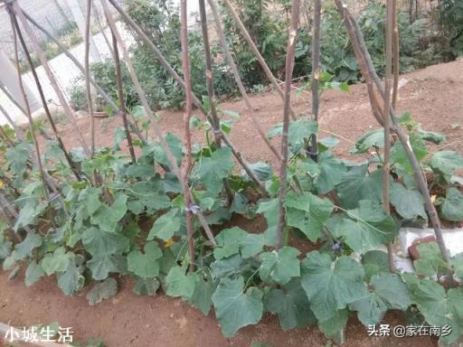 为什么农民菜园子里瓜豆搭的架子要拆掉呀？