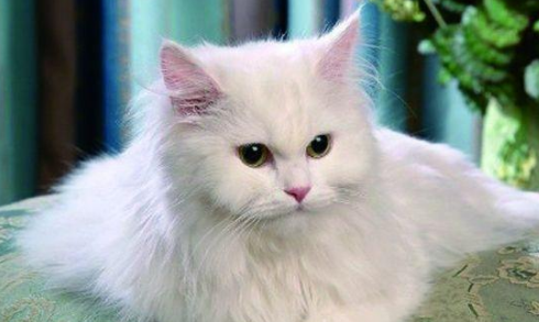 训练猫咪跳圈的方法,猫的基本生活训练!