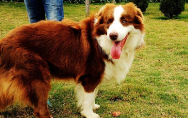 新手如何训练边境牧羊犬?边境牧羊犬训练方法!