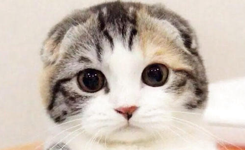 养猫必修课:关于猫咪心脏的一些基本知识!