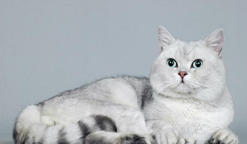 如何训练猫咪自由出入?训练猫咪技巧!