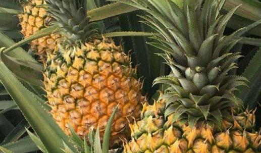 鳳梨和菠蘿是同一種水果嗎？哪些人不宜吃菠蘿？