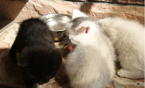 小猫为什么会腹胀?小猫肚子胀是什么原因!