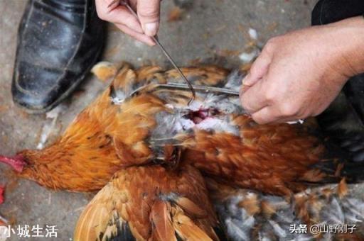 如果你家要把祖上阉鸡阉猪技术传给你，你愿意接班吗？