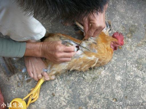 如果你家要把祖上阉鸡阉猪技术传给你，你愿意接班吗？