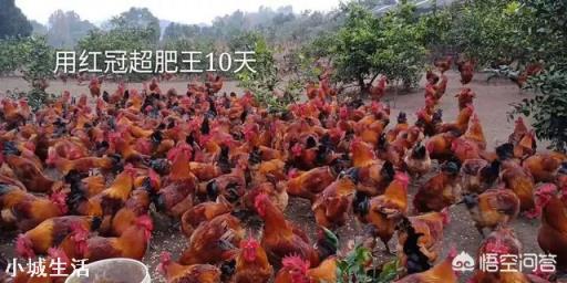 养鸡需要定期驱虫吗?