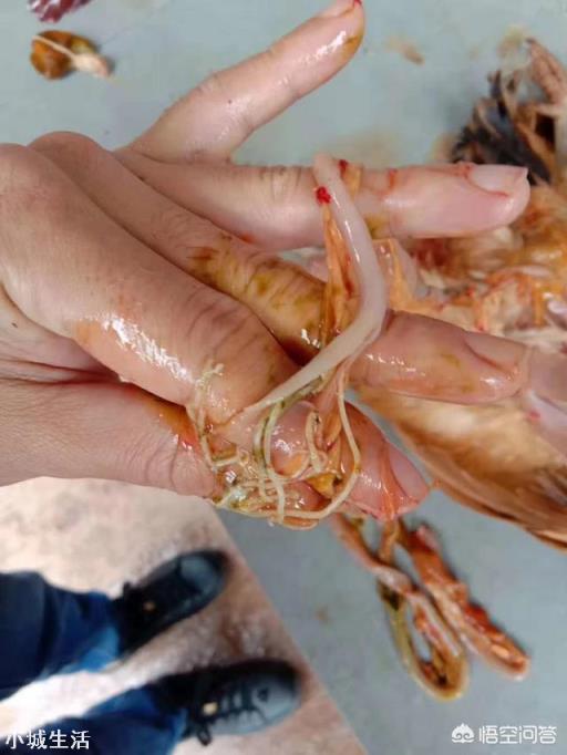 养鸡需要定期驱虫吗?