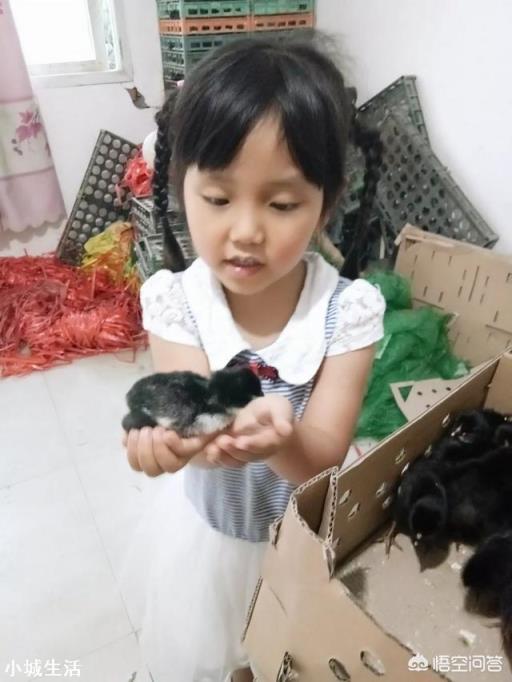 养鸡需要定期驱虫吗?