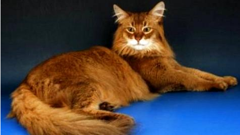 索马里猫为什么难饲养?饲养索马里猫注意事项!