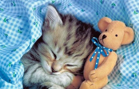 怎样训练猫咪晚上睡觉?不再吵你睡觉!