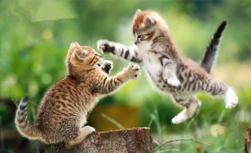 猫咪为什么会打架?原因是什么?