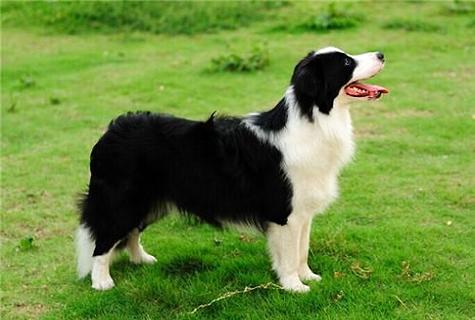 如何训练边牧犬?这些方法适合训练边牧犬你必须要学会!