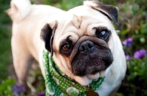 养巴哥犬最大的忌讳是什么?你了解吗?