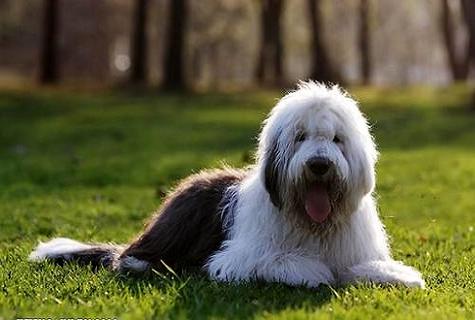 古牧犬為什么沒什么人飼養(yǎng)?古牧犬飼養(yǎng)注意事項!