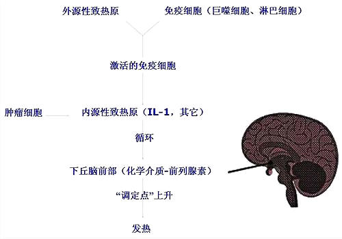 猫咪高热及体温调节,铲屎官们要注意了!