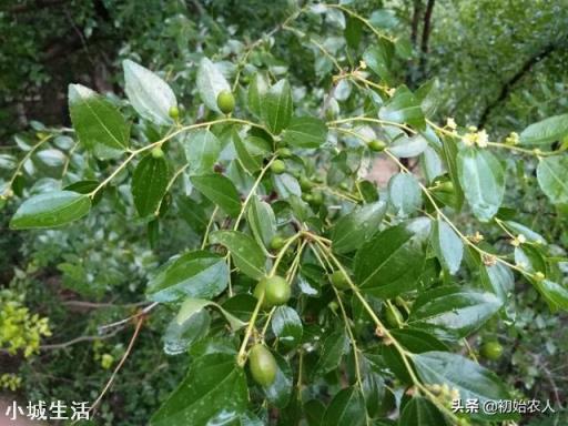 果树结果越多越好吗？